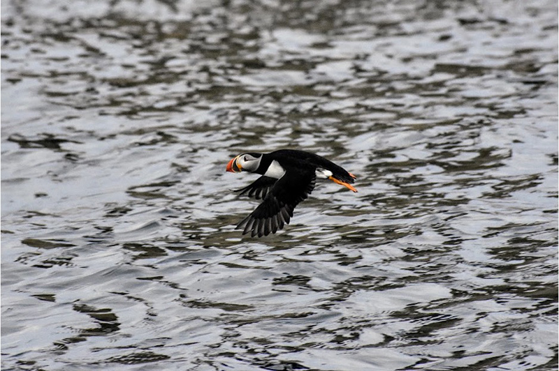 Puffin in flight over water